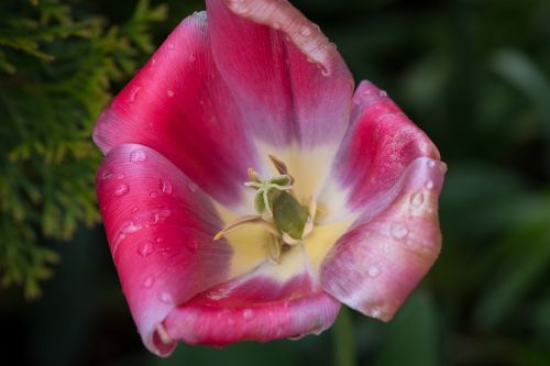 tulip flower blossom