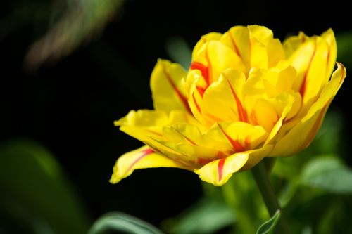 tulip yellow red yellow