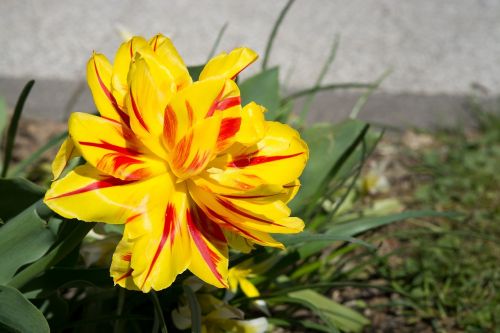 tulip yellow red yellow