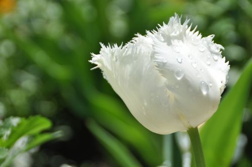 tulip flower spring