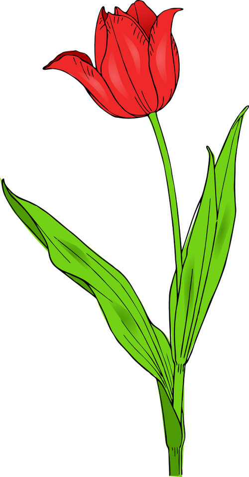 tulip flower nature