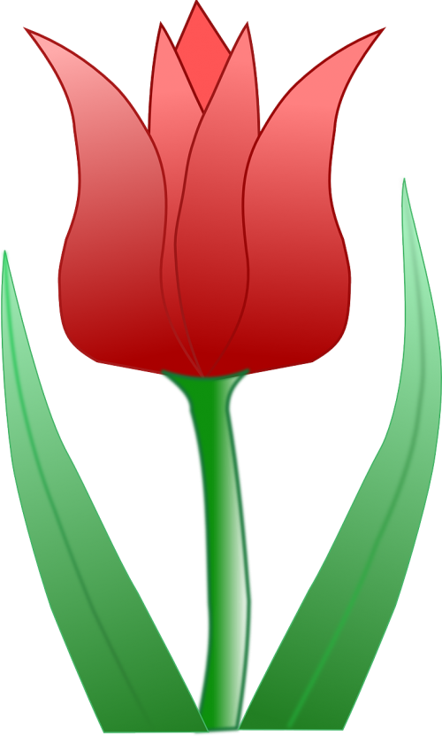 tulip blossom flower