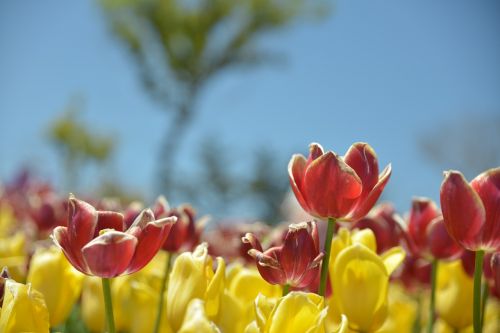 tulip flowers red flower