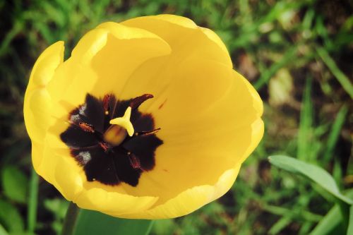 tulip yellow blossom
