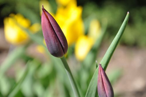 tulip yellow purple