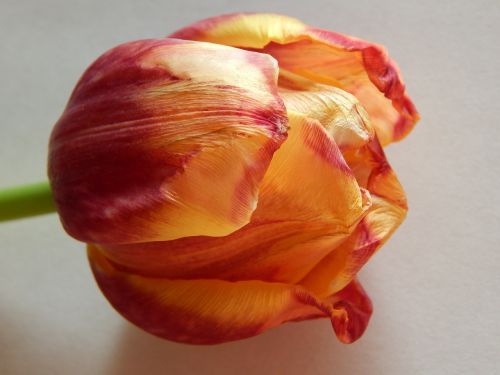 tulip flower fading