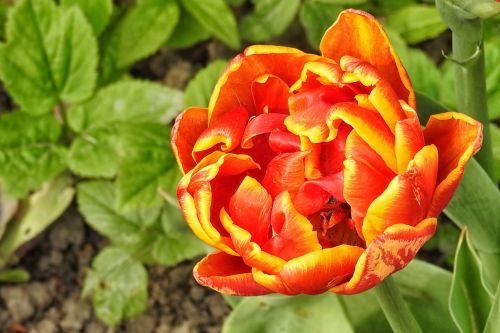tulip multi coloured spring