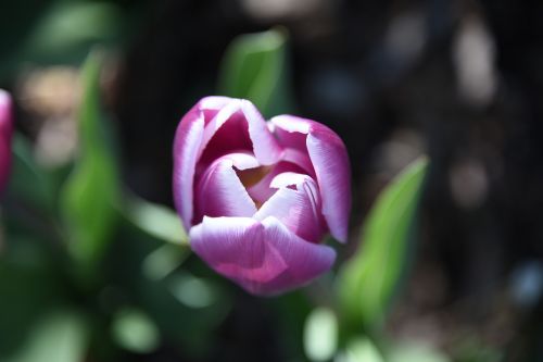 tulip flower purple