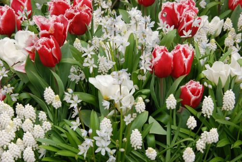 tulip spring flora