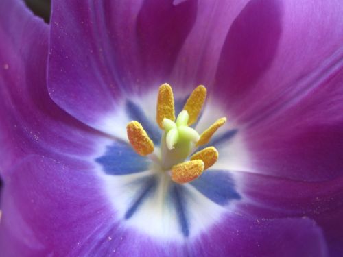 tulip stamen flower