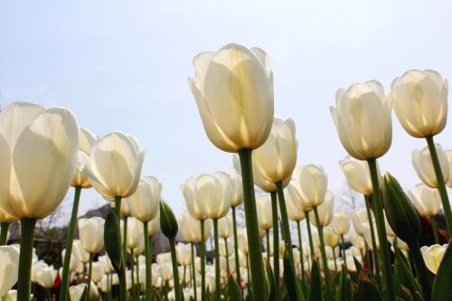 tulip white sea of flowers