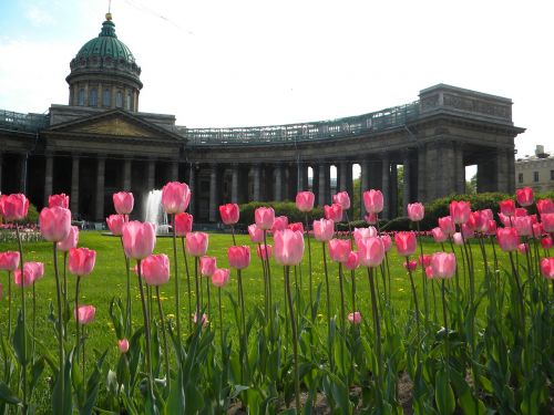 tulip flowers cathedral