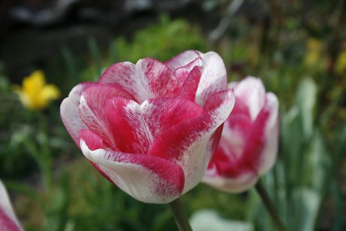tulip spring white