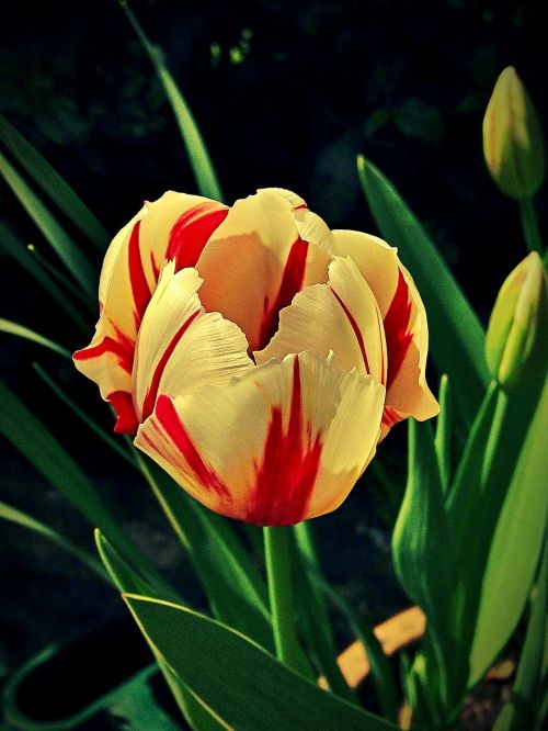 tulip flower floral