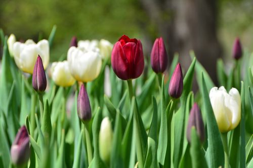 tulip garden flower