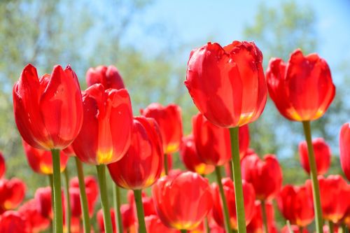 tulip red iridescent