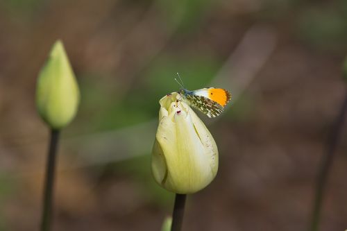 tulip butterfly tulips