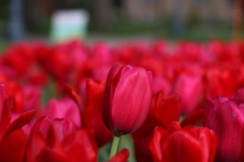 tulip flower red