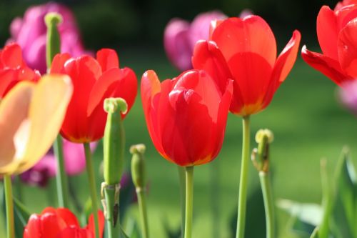 tulip flower closed