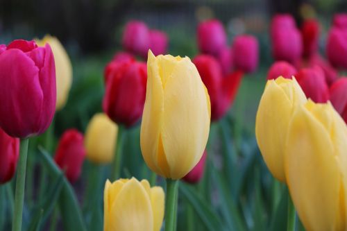tulip flower flower bed
