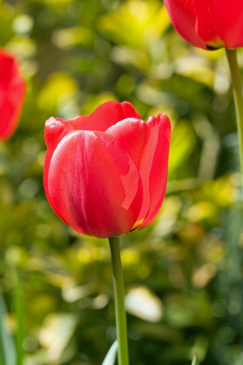 tulip flower red