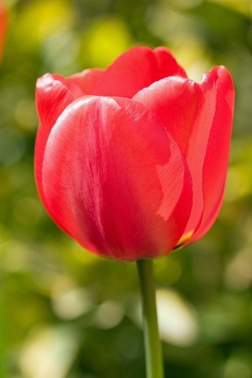 tulip flower red