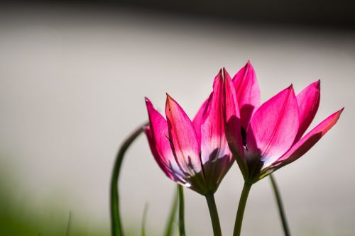 tulip tulips pink
