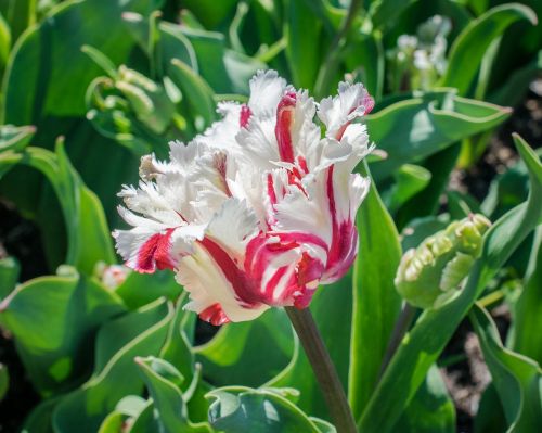 tulip unique flower