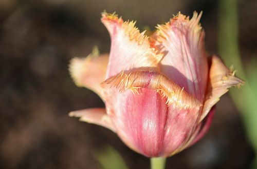 tulip lily spring