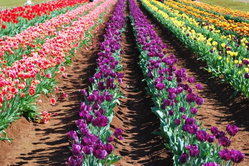 tulip flower field