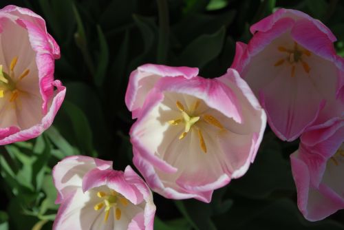 tulip spring bloom