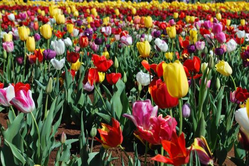 tulip field spring