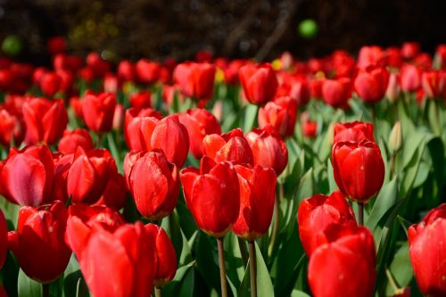 tulip red green