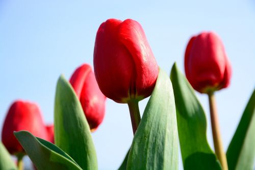 tulip flower sky