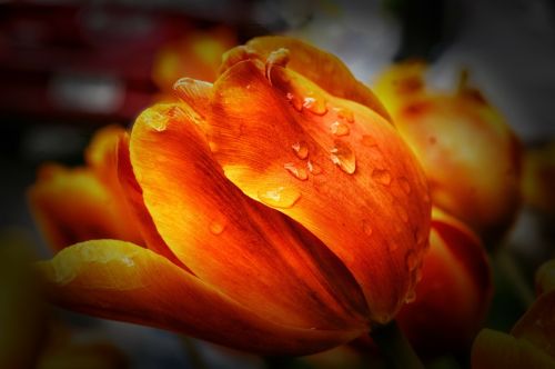 tulip tulips flowers