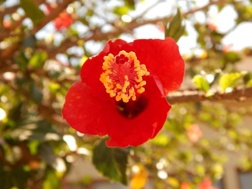 hibiscus garden red