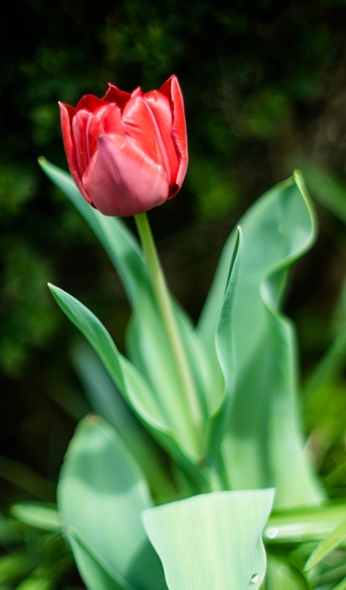 tulip red nature