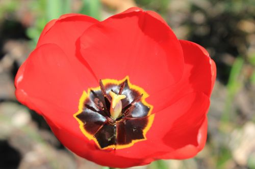 tulip tulips flower