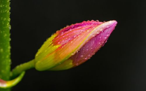 tulip flower blossom