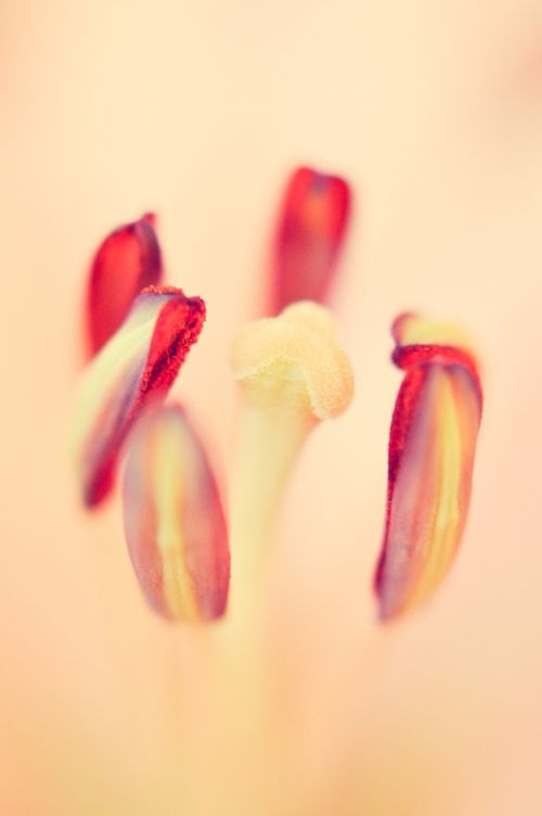 tulip flower floral