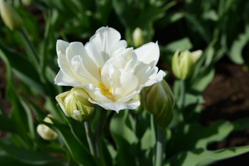 tulip flower spring