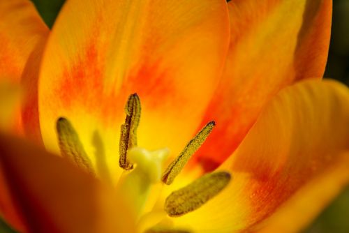 tulip macro flower