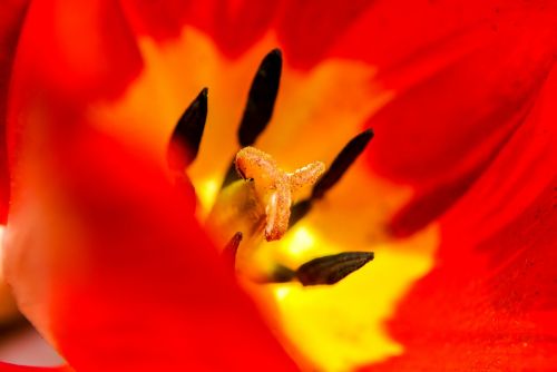 tulip macro flower