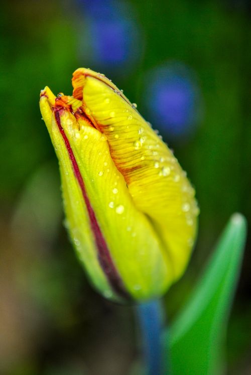 tulip macro drops