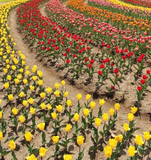 tulip flower gardens flowers