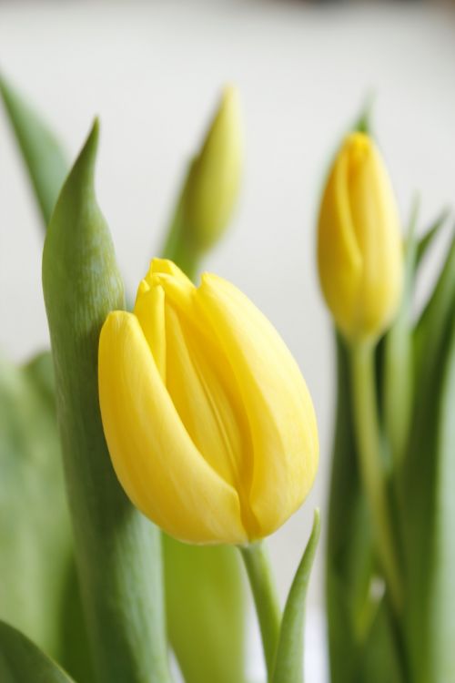 tulip easter spring