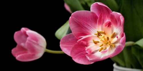 tulip tulips sharpness game