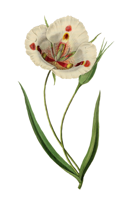 tulip flower plant