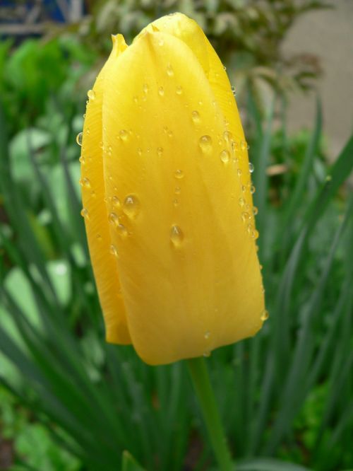 tulip yellow flower raindrops