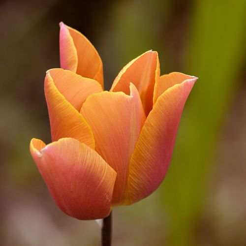 tulip flower blossom